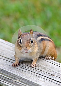 Eastern Chipmunk Sitting on a Porch