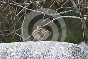 Eastern chipmunk, small squirrel