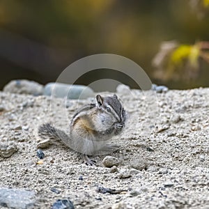 Eastern chipmunk, small squirrel
