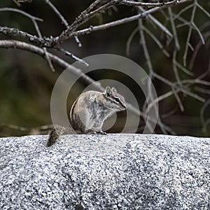 Eastern chipmunk, small squirrel standing on a rock, in Yukon, C