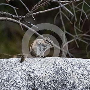 Eastern chipmunk, small squirrel standing on a rock, in Yukon, Canada