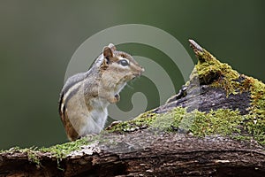 Eastern Chipmunk standing on a mossy log with its cheek pouches