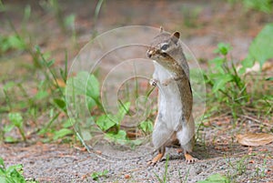 Eastern Chipmunk standing up on her hind legs.