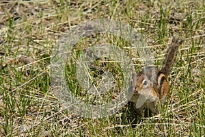 Eastern Chipmunk