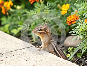 Eastern Chipmunk in Summer Garden