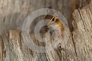 Eastern Chipmunk - Tamias striatus