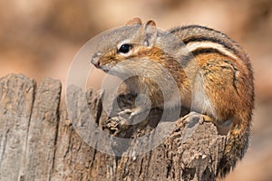 Eastern Chipmunk - Tamias striatus