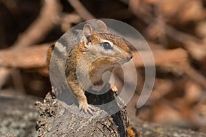 Eastern Chipmunk - Tamias striatus