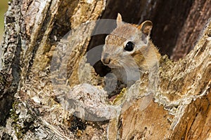 Eastern Chipmunk - Tamias striatus