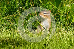 Eastern Chipmunk - Tamias striatus