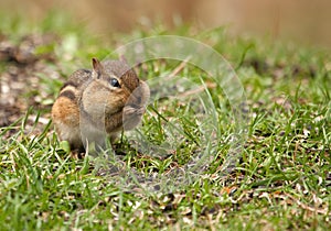 Eastern Chipmunk, Tamias striatus