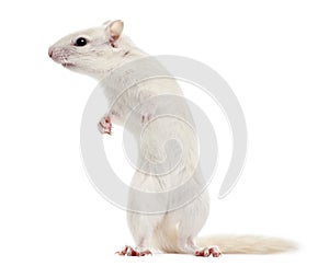 Eastern Chipmunk, Tamias striatus, 2 years old