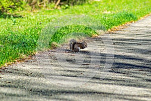 Eastern Chipmunk, Tamias striatus