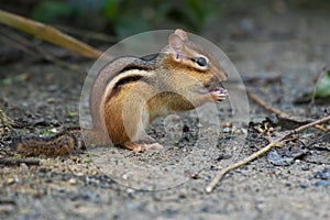 Eastern Chipmunk - Tamias striatus