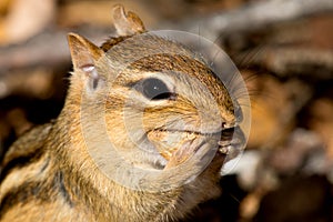 Eastern Chipmunk - Tamias striatus