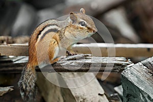 Eastern Chipmunk - Tamias striatus