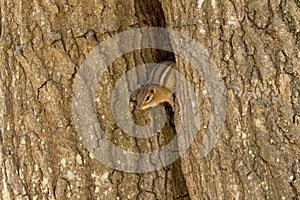 The eastern chipmunk Tamias striatus after hibernation on spring