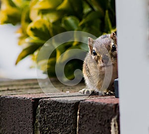 Eastern Chipmunk Tamias Striatus Hiding Behind a Wall Peaking Out at Camera