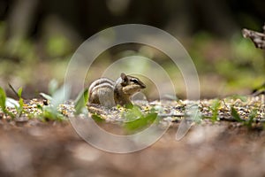 The eastern chipmunk Tamias striatus in the park