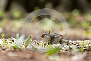 The eastern chipmunk Tamias striatus in the park