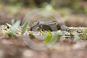 The eastern chipmunk Tamias striatus in the park