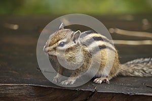 Eastern Chipmunk - Tamias striatus, sitting on tree, eating a meal