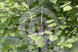 The eastern chipmunk Tamias striatus in the spring forest