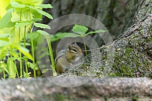 The eastern chipmunk Tamias striatus in the spring forest
