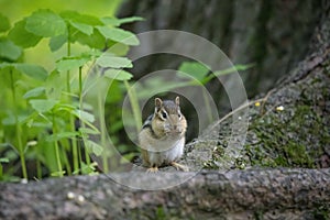 The eastern chipmunk Tamias striatus in the spring forest