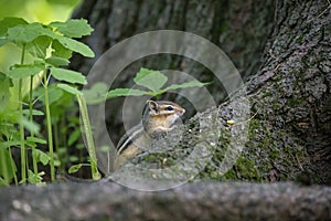 The eastern chipmunk Tamias striatus in the spring forest