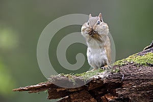 Eastern Chipmunk standing on a mossy log with its cheek pouches photo