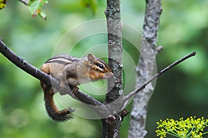 Eastern Chipmunk - Tamias - T. striatus - family: Sciuridae Perchedon a Branch