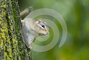 Eastern chipmunk on tree side and out of focus background