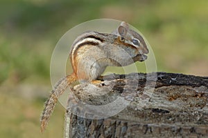 Eastern Chipmunk on a Tree Stump at a Campsite