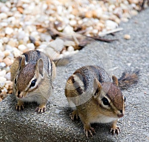 Eastern Chipmunks photo