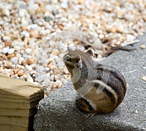 Eastern Chipmunks