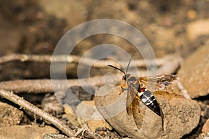 Eastern Cicada Killer