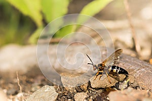 Eastern Cicada Killer