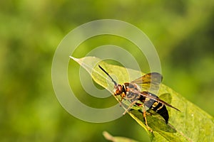Eastern Cicada Killer