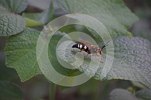 Eastern Cicada Killer Wasp