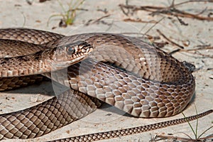 Eastern Coachwhip Masticophis flagellum flagellum