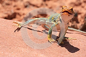 Eastern Collared Lizard