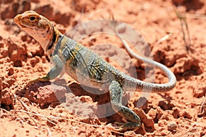 Eastern Collared Lizard photo