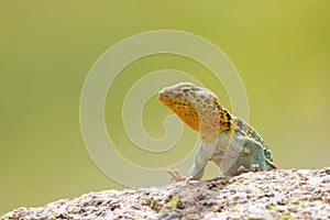 Eastern collared lizard in colored background