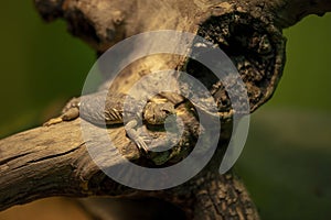 Eastern collared lizard Crotaphytus collaris