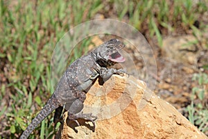 Eastern Collared Lizard, Crotaphytus collaris, Mouth Open