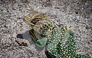 Eastern Collared Lizard in Las Cruces New Mexico