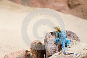 Eastern collared lizard (lizard with a blue body color and a yel