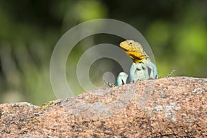 Eastern collared lizard in Oklahoma