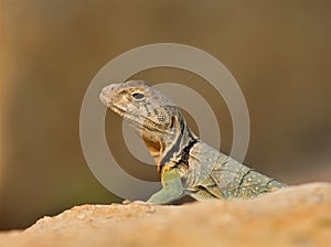 Eastern collared lizard sunbathing on rock